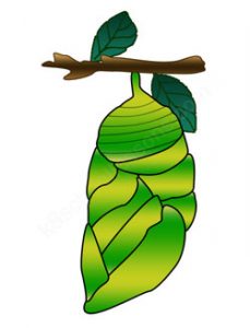 Butterfly Cocoon Clipart 02